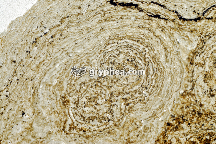 Stromatolite LPNA x3 - gryphea.org